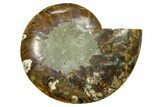 Cut & Polished Ammonite Fossil (Half) - Madagascar #369588-1